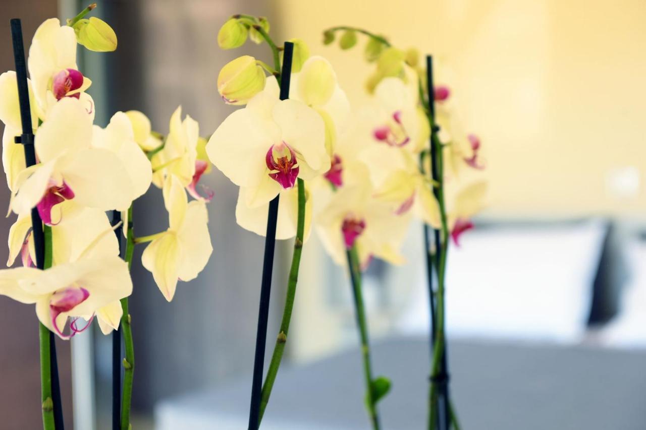 Stelia Luxury Apartments Kalavárda エクステリア 写真